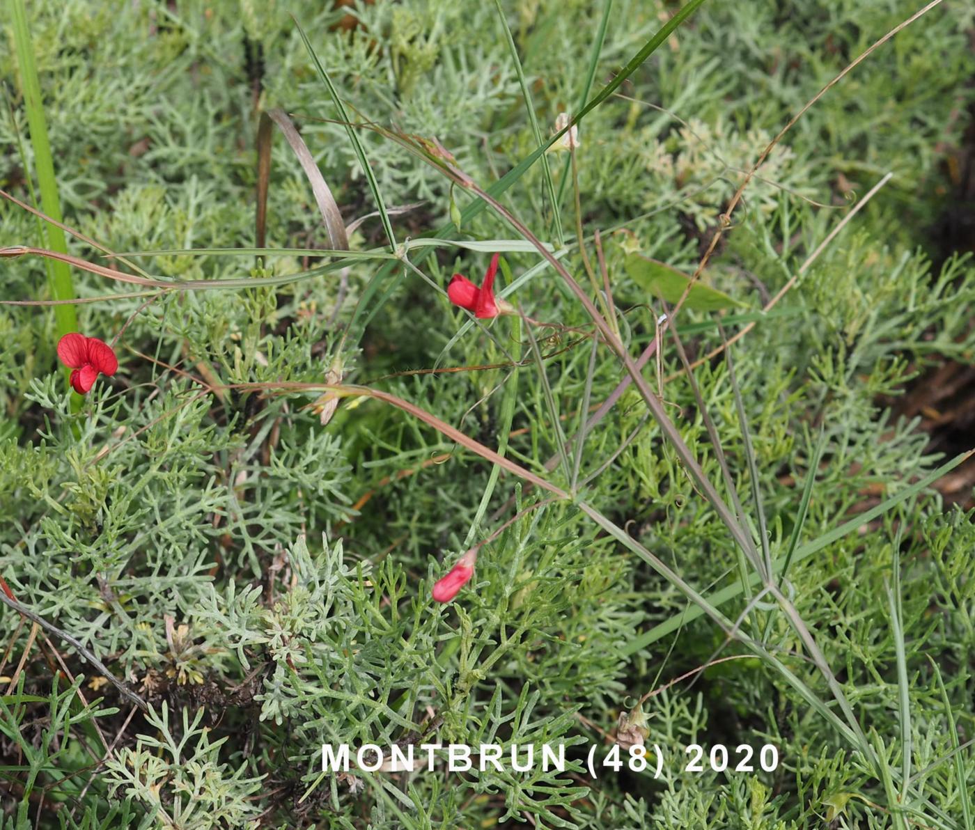 Vetchling, Brown plant